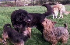 Waterford woman and her 39 dogs fighting eviction with crowdfunding campaign