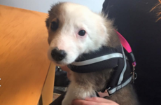 Dublin's very first dog cafe has just opened its doors
