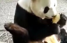 This panda REALLY doesn't want to share his food