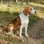Officers who deliberately knocked down dog running loose on motorway referred to watchdog
