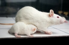 Sperm has been made from mouse stem cells paving way for treatment of male infertility