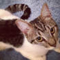 Irish banker arrested over allegations of torturing roommate's cat