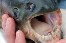 Why you don't need to worry about testicle eating fish