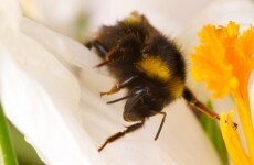 Truck driver and wife swarmed by 25 million escaped bees after crash