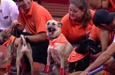 These adorable stray dogs were trained to fetch balls at tennis matches