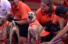 These adorable stray dogs were trained to fetch balls at tennis matches