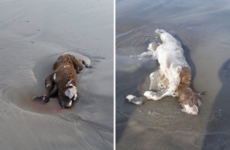 Walker finds animal carcasses 'dumped' on scenic Clare beach