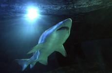 Australia is now using drones to help stop shark attacks