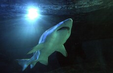 Australia is now using drones to help stop shark attacks