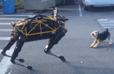 Turns out real dogs don't really like Google's robotic dogs