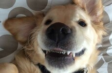 This puppy got braces on his teeth and it's the cutest thing ever