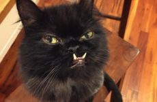 15 Instagram accounts every animal lover should follow
