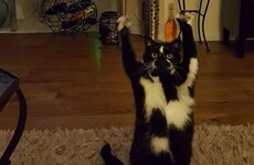 The internet is obsessed with this cat who constantly puts her paws in the air