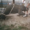 The show must not go on – the time to ban wild animals from circuses is now