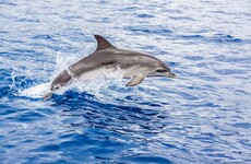 Foreign supertrawlers blamed for 'dolphin carnage' off Irish coast