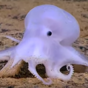 This strange new species of Octopus has been nicknamed 'Casper'