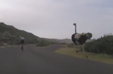 Watch: Boy-racer ostrich gives cyclists a run for their money