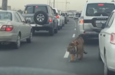 Tiger spotted roaming through traffic in the Middle East