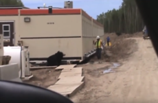 A man successfully scared the shite out of his co-worker with a bear costume