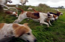 Hundreds sign petition protesting against fox-hunting internship on JobBridge