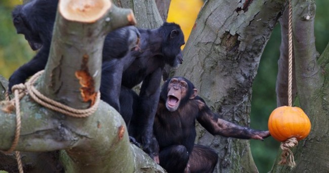 Gallery: Halloween hijinx for elephants, tigers and chimps