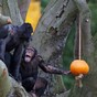 Gallery: Halloween hijinx for elephants, tigers and chimps