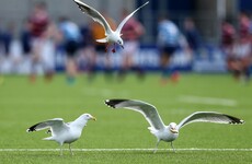 Seagulls be warned: Mike Ross ready for a 'street fight' against tough Italian pack