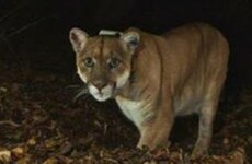 Mountain lion may have killed and eaten 'Killarney the Koala' at LA Zoo