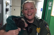This animal control officer's Twitter account is an absolute joy
