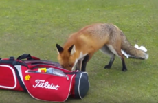 A fox stole a golfer's wallet in Louth and now it's going viral worldwide