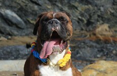 11 adorable Irish dogs you need to follow on Instagram