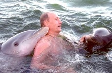 Russia wants to buy 5 dolphins for €22,000 and no, they don't want to disclose why