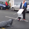 Wicklow's infamous Sammy the Seal is going viral all over the world