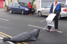 Wicklow's Sammy the Seal is going viral all over the world