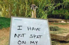 Here's what went viral today: Sunday