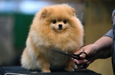 15 adorable dogs that stole the show at Crufts this year