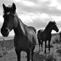 "Unfair and unjust" - Traveller family to appeal confiscation of 29 horses to High Court