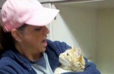 Missing airport cat found - and homeward bound