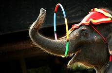 Poll: Should Ireland ban the use of animals in circuses?