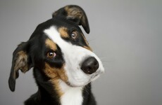 A Dublin takeaway has started doing delivery food for dogs