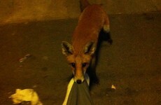 A man passed out drunk at a bus stop... and woke up to find a fox chewing his trousers