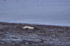 Webcam brings polar bears into your living room