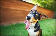 Dog owners could be hit with €5,000 fines for unchipped dogs from next month