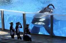 SeaWorld is ending its killer whale shows