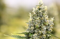 New Zealand in the midst of a major cannabis shortage