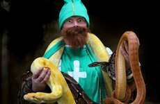 What would happen if snakes were brought "back" to Ireland?