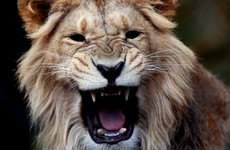 Elderly man clawed by lion during rush hour in Kenyan capital