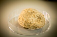 This bear bone discovery in Sligo could re-write Irish history