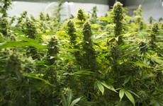 €410k-worth of cannabis plants seized in Cavan and Meath