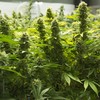 €410k-worth of cannabis plants seized in Cavan and Meath
